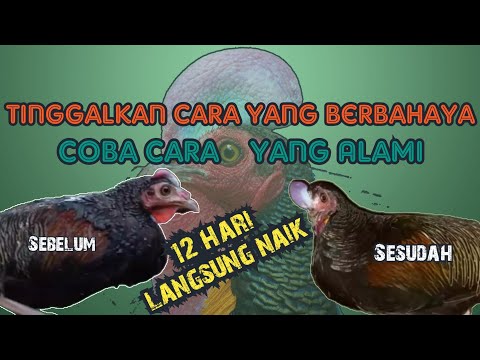 Cara Membuat Ayam Hutan Birahi