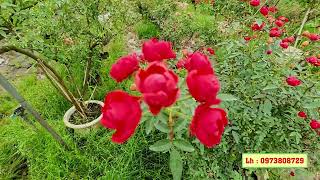 Hoa hồng tán ô siêu đẹp cho mọi người