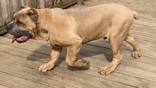 My 5 Month Old Cane Corso Pup Ice Prince Is Moving Well After Shedding Some Weight