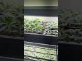 Seedlings are so cute 🥰 #gardening