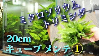 ミクロソリウム！トリミング！20cm水槽その後①