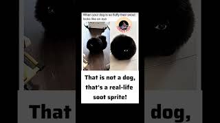 when your dog is so fluffy their snout looks like an eye meme #funnymemes #memes #newmeme #funnymeme