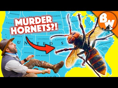 Video: Hvad er Murder Hornets – Aflivning af myter med Murder Hornet Facts