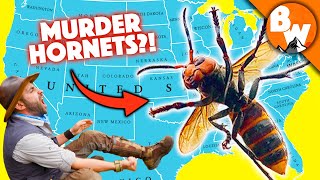 MURDER HORNET MADNESS! - 10 Things You NEED to know!