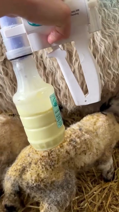 That one lambing essential you can’t live without? The Udderly EZ Sheep Milk Pump😍