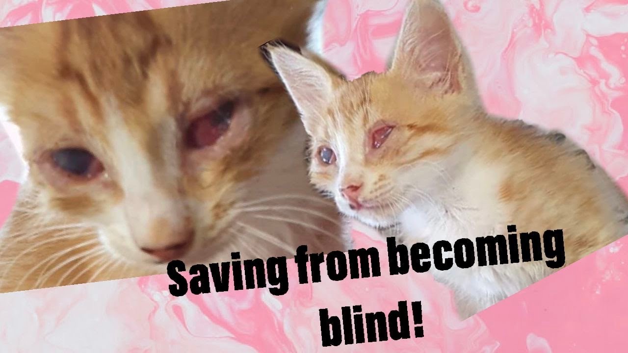TRYING TO SAVE A KITTEN FROM BEING BLIND! VLOG 2 YouTube