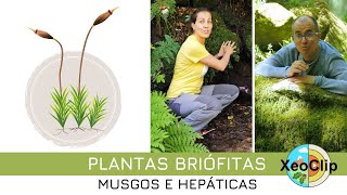 As plantas briófitas. Musgos e escarmentas (hepáticas) | XeoClip