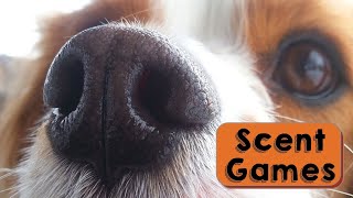 Scent Games for Dogs (K9 Nose Work) 