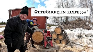 JÄTTIPÖLKKYJEN PILKKOMISTA - POLTTOPUIDEN TEKOA - HALKOJEN PINOAMISTA (KUVATTU 6.5.)