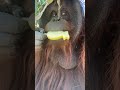 Male orangutan enjoys special treat