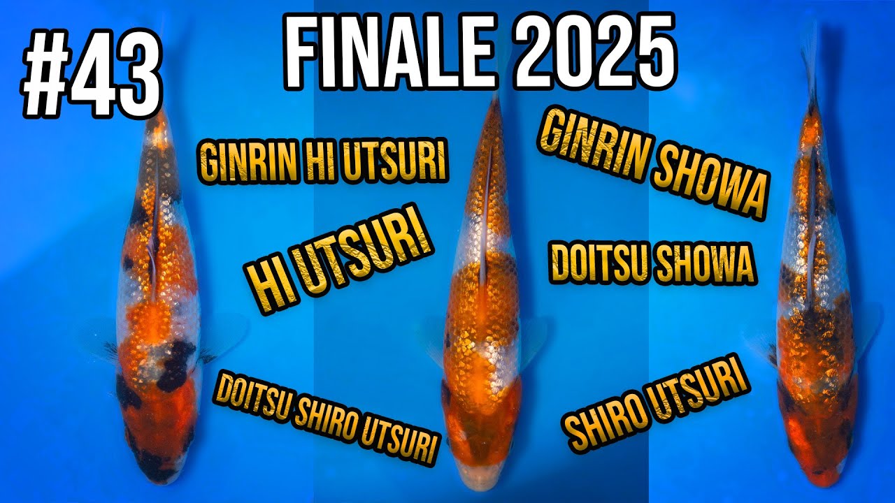 Großes Abfischen, wir ernten neue Koiverpaarungen Showa Hi Utsuri uvm. von teichjuwelen