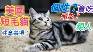 美國短毛貓的個性？2023最新#養貓必收藏#喵星人#可愛貓咪#療癒系貓#寵物知識#家人#「貓」(Cat)。(Kitten)#「貓品種」#(Cat breeds)/American Shorthair