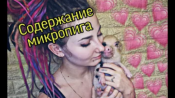 Свинья в доме (содержание микропига)