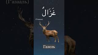 Урок Арабского языка №1. Название животных на Арабском языке.