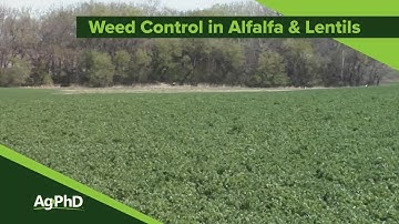 Weed Control in Alfalfa and Lentils (From Ag PhD #1146 - Air Date 3-22-20)