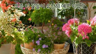 картинка: Цветы в саду веранды осенью становятся еще красивее.