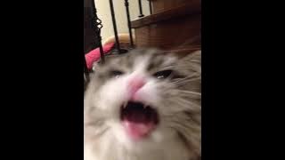 Ho Hey - The Lumineers (sped up)