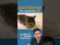 飼い主の靴に顔をつっこんでかぎ続ける猫ちゃん