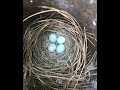 Brown Headed Cowbird Egg in Bluebird House - What to do? Here is what I did and how it turned out!