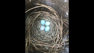 Brown Headed Cowbird Egg in Bluebird House - What to do? Here is what I did and how it turned out!