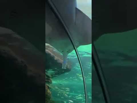Video: Kanados Ripley akvariumo vadovas