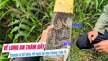 Độc lạ gặp rắn hổ hành, hổ ngựa chung một bẫy khi về Long An thăm bẫy rắn, bẫy cá | Huỳnh Hiếu GC