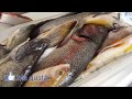 Pescando Y Cocinando en el Disco | Caza Y Pesca