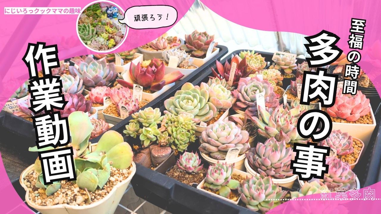 Succulent Plant Work] Almost Autumn! Let's Care for Our Succulents