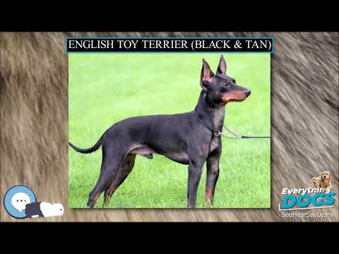 black and tan english toy terrier