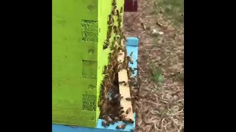 Swarm leaving the hive