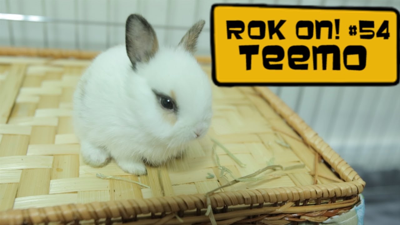 My Korean rabbit [Life in Seoul 54] YouTube