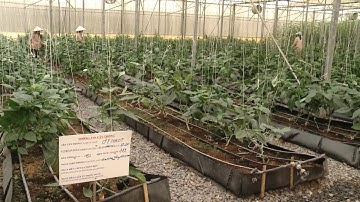 Có trên 700 chuỗi cung ứng nông, lâm, thủy sản an toàn