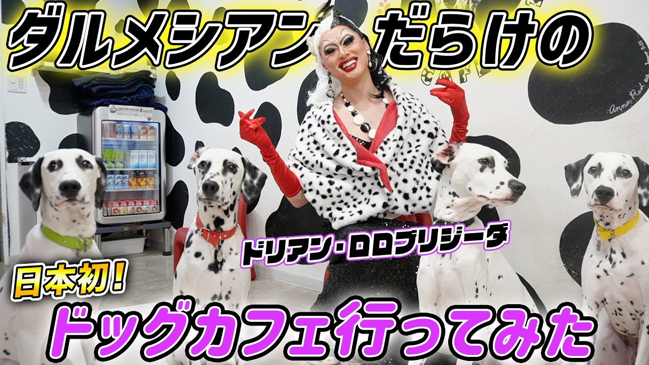 【ダルメシアン】人生の厳しさがわかる!?ドラァグクイーンがクルエラ姿で日本初ドッグカフェへ【ドリアン・ロロブリジーダ】