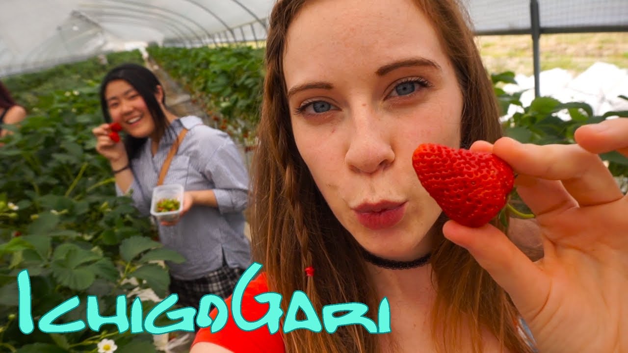 Erdbeeren-Pflücken in Japan ~ いちご狩り - YouTube