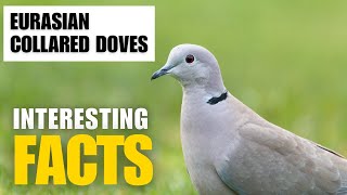 Most Interesting Facts About Eurasian Collard Dove | Interesting Facts | The Beast World