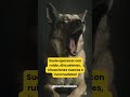 Cuando tu perro bosteza, no siempre es sueño