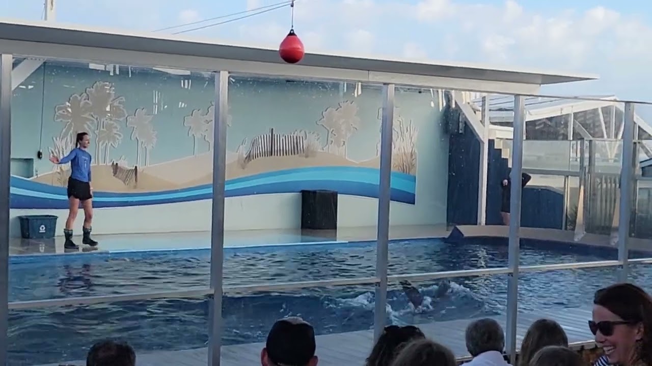Sea Lion Show