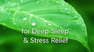Relaxing Rain On Tropical Leaf For Deep Sleep & Stress Relief