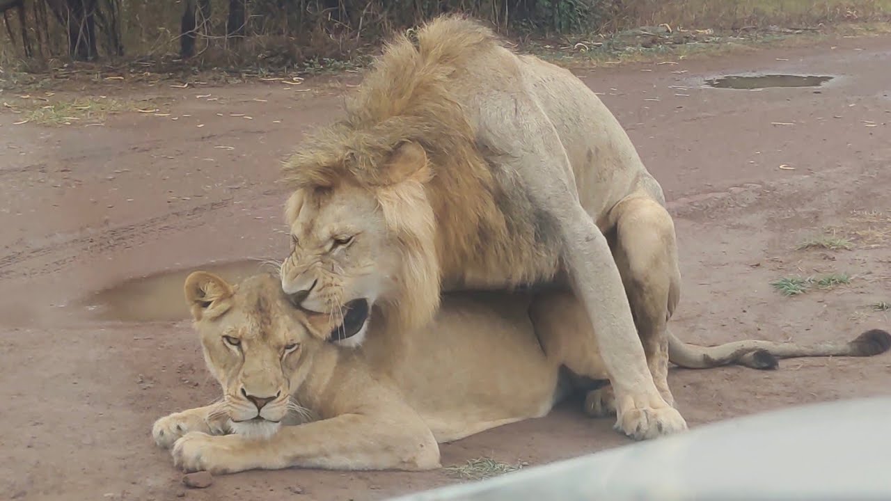 Lions Mating | Lions Reproduction | Lions Mating in Front of Safari ...
