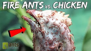 I Gave My Fire Ants A Chicken Head