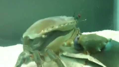 Quá trình lột xác cua biển cà mau 0913104589, Quá trình nứt hong