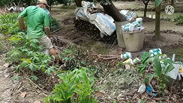 TAMT 09 Gắn Mối Nướng Xã Ớt . Ẩm Thực Miền Tây ❤️