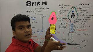 Sperm Structure | Sperm Anatomy | Sperm Diagram | Male Reproductive System | NEET Biology