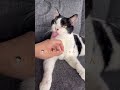 なんて顔して舐めてるの…w先生と愛猫れいちゃんの休日【愛猫れいちゃん】#cat #猫 #保護猫 #shorts