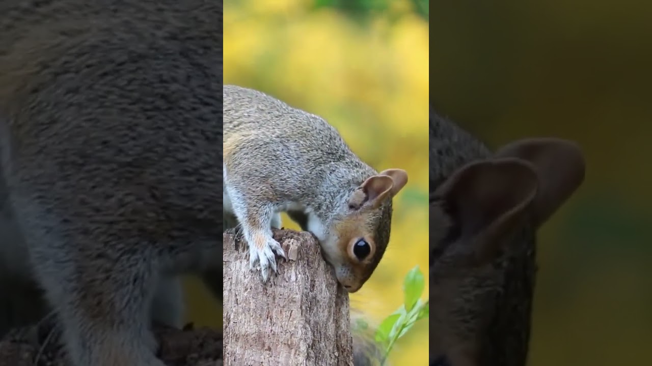 🐿️ 