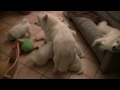 Kennel White Samoyeds - puppies - Februar 2010