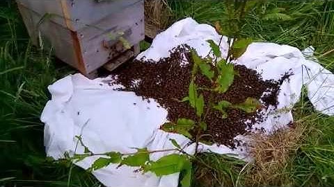 Bee swarm landed in the Warré hive