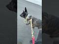 Dutch Shepherd Dog on a Leash? #dutchshepherd #dogshorts #doggielife #pitbullx #dogmom #cutepitbull
