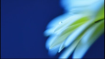 渡辺可緒理 作品スライドショー ～動画でわかる！ニコンカレッジ講師陣～ | ニコン