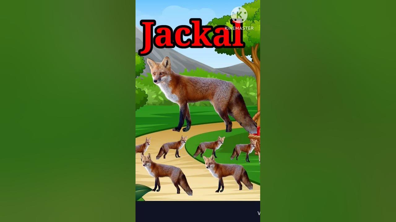 wild-animals-wild-animal-name-in-english-mein